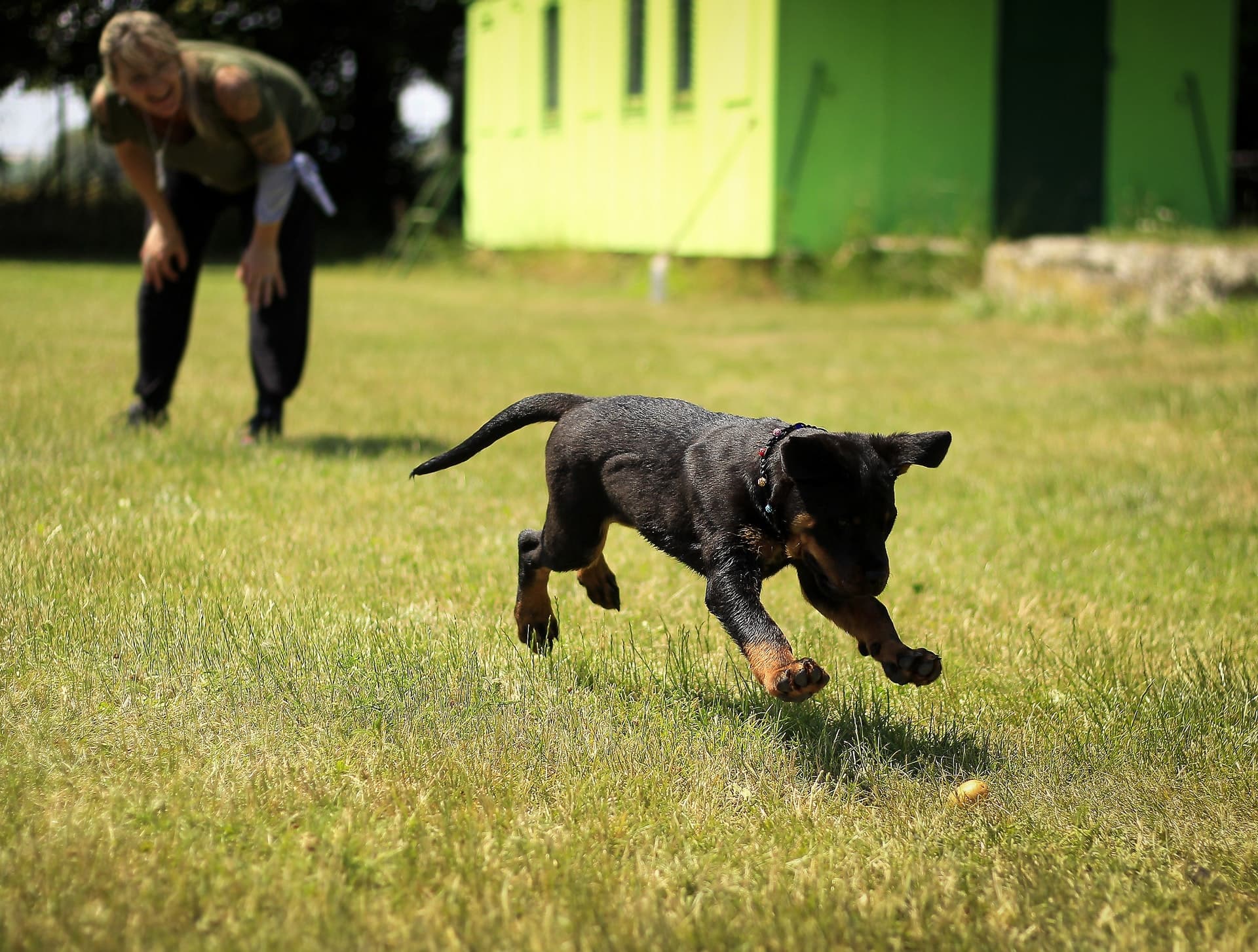 A happy dog leaping joyfully in a field - representing responsible dog ownership